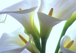 CUIDADOS DE LAS CALAS